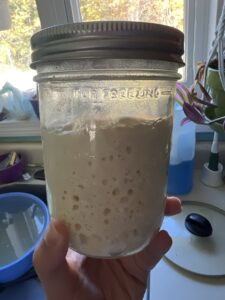 100% Hydration Sourdough Starter at ideal baking time in a glass jar with a metal lid loosely screwed on.